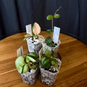 Cosmetically Imperfect Discounted Plants Batch 1 - Krimson Princess, Mathilde Splash, Compacta x2