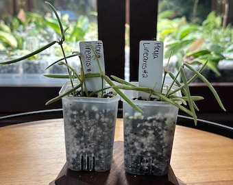 Linearis Hoya Cutting - Lightly Rooted - Multiple Options - Read Description