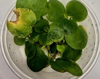 Amazon Frogbit - envase de 8 oz