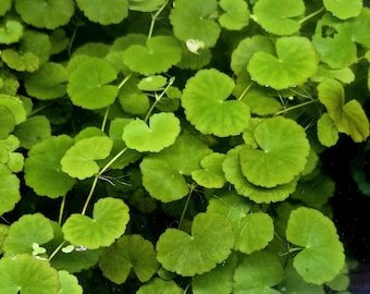 Centella asiática brasileña - 5 tallos