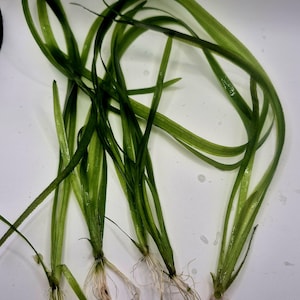 May include: Several long, slender, vibrant green aquatic plant stalks with visible white root systems at the base. The leaves are narrow, flexible, and curved, displaying varying shades of green from light to dark, with a smooth, wet texture.