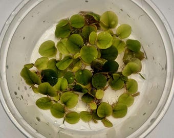 Raíces flotantes rojas - envase de 8 oz