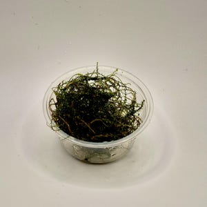 Peut inclure: Un petit récipient en plastique transparent rempli d'une masse dense et emmêlée de mousse aquatique vert foncé. La plante présente des tiges fines et ramifiées ainsi qu'un feuillage délicat, semblant humide avec des gouttelettes.