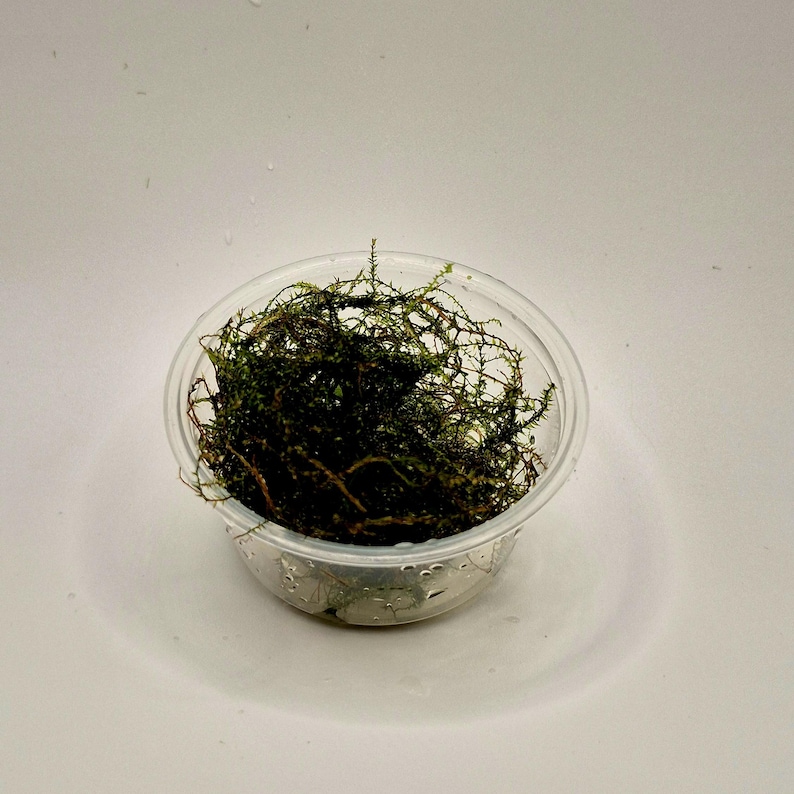 Puede incluir: Un peque&ntilde;o recipiente de pl&aacute;stico transparente lleno de una masa densa y enredada de musgo acu&aacute;tico de color verde oscuro. El material vegetal presenta tallos finos y ramificados con follaje delicado, luciendo h&uacute;medo con gotas.
