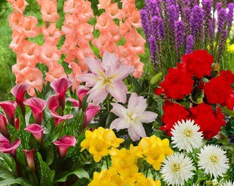 Kit de jardinagem completo - Mix de flores Fruit Punch - 30 bulbos por caixa - Dálias, Lírios, Gladíolos, Frésias, Espigatas, Begônias