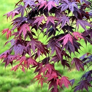 May include: A Japanese maple tree branch featuring deeply lobed, palmate leaves in vibrant shades of deep burgundy, dark purple, and bright crimson. The delicate, slender stems support the dense foliage, which cascades downward in a natural pattern.