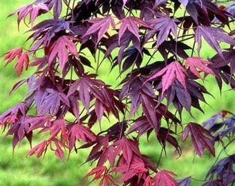 Pode incluir: Um ramo de bordo japonês com folhas palmadas profundamente lobadas em tons vibrantes de bordô profundo, roxo escuro e carmesim brilhante. Os caules finos e delicados sustentam a folhagem densa que cai num padrão natural.
