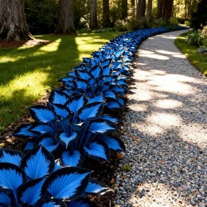 Mixed Hosta Perennials (6 Pack of Bare Roots