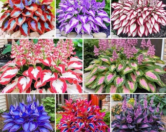 Pode incluir: Uma colagem de nove plantas hosta distintas com folhagem de cores variadas, incluindo vermelho, branco, roxo, azul e verde, cada uma com espigas de flores verticais. As plantas exibem diversos padrões de folhas, variando de cores sólidas a bordas e centros variegados, apresentando um amplo espectro de texturas botânicas.