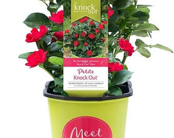 Pode incluir: Uma planta de rosa Petite Knock Out com flores vermelhas vibrantes e folhas verdes num vaso de plástico verde claro de 1,9 L. Uma etiqueta retangular apresenta o texto "the knock out family of roses" e "Petite Knock Out" com um selo "Meet Petite!".