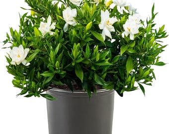 Arbusto de gardênia resistente à geada, vaso de 2,5 litros, flores brancas.