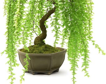 Pode incluir: Um bonsai de salgueiro-chorão com folhas verde-vibrantes e um tronco castanho texturizado e curvo. A árvore está plantada num vaso de cerâmica hexagonal castanho mate com pés pequenos, e a superfície do solo está coberta de musgo.