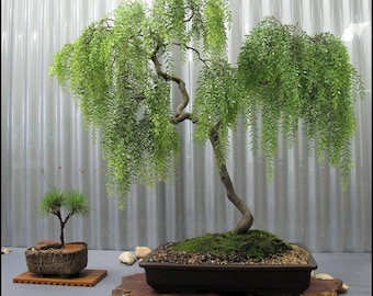 Pode incluir: Um grande bonsai de salgueiro-chorão com folhagem verde vibrante em cascata e um tronco curvo, plantado num vaso retangular de cerâmica castanho-escuro. Ao lado, encontra-se um bonsai mais pequeno e esguio num recipiente oval texturado.