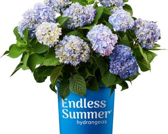 Pode incluir: Uma planta de hortênsia vibrante com cachos de flores azul-claras, pervinca e creme pálido e folhas verdes serrilhadas. A planta está num vaso de plástico azul brilhante com o texto branco Endless Summer hydrangeas impresso na frente.