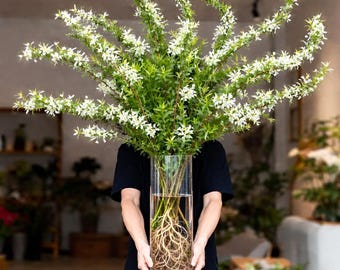 Pode incluir: Um vaso cilíndrico de vidro transparente cheio de água, contendo um grande arranjo de ramos verdes com pequenas flores brancas. O sistema radicular visível dos ramos está submerso na água, mostrando raízes intrincadas de cor castanho-claro.