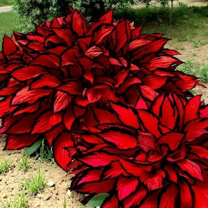 May include: A dense cluster of vibrant red foliage with distinct, dark black edges on each leaf. The plant features a layered, bushy growth pattern with pointed, oval-shaped leaves that create a bold contrast between the bright red and black.