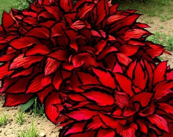 Puede incluir: Un denso grupo de follaje rojo vibrante con bordes negros oscuros y definidos en cada hoja. La planta presenta un patrón de crecimiento arbustivo y en capas con hojas puntiagudas de forma ovalada que crean un contraste audaz entre el rojo y el negro.