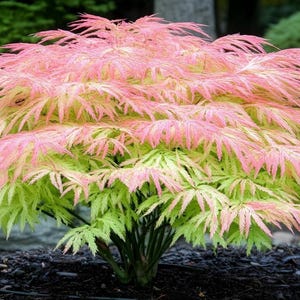 May include: A Japanese maple shrub featuring delicate, lacy foliage that transitions from a vibrant, light lime green at the base to a soft, pastel pink at the tips. The plant has a dense, rounded growth habit with thin, pointed leaves.