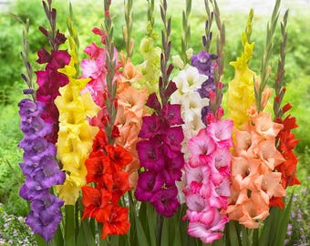 Pode incluir: Uma coleção vibrante de flores de gladíolo altas com múltiplos caules num espectro de cores que inclui roxo profundo, amarelo brilhante, vermelho vivo, pêssego suave, magenta, branco e rosa claro em longos caules verdes.