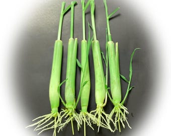 Pode incluir: Cinco caules de planta verde-claros dispostos verticalmente, cada um apresentando uma base cilíndrica espessa e um aglomerado de raízes brancas, finas e fibrosas que se estendem da parte inferior. Cada caule tem um topo fino e pontiagudo.