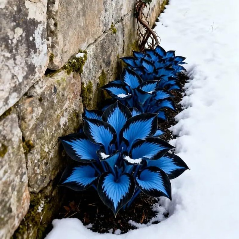 Hosta perenne mixta (paquete de 6 raíces desnudas) imagen 4