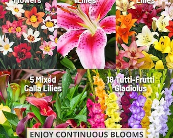 Pode incluir: Uma coleção de bulbos de flores com 40 flores Arlequim, 10 lírios Stargazer, 5 lírios asiáticos mistos, 5 lírios Calla mistos e 18 gladíolos Tutti-Frutti. A imagem inclui o texto: Enjoy continuous blooms all season long.
