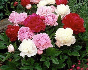 Pode incluir: Um grupo de flores de peônia em flor em tons de vermelho profundo, rosa suave e branco creme. As flores apresentam pétalas densas e onduladas, rodeadas por folhagem verde escura lobada. O arranjo mostra vários estágios de floração.