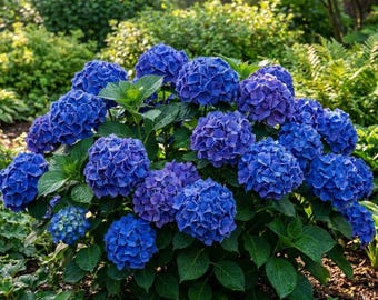Hortênsia Azul Escura - Planta Viva para Cultivo (1 Planta)