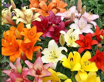 Pode incluir: Uma coleção vibrante de flores de lírio em plena floração em várias cores, incluindo laranja, amarelo, vermelho, rosa e branco. Os lírios apresentam estames e pétalas proeminentes, alguns com padrões manchados, agrupados num jardim.