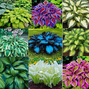 6 Mixed Color Hosta Plants – Easy Grow Root Stock (6 Roots)
