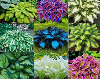 6 plantas de hosta de colores variados – Portainjertos de fácil cultivo (6 raíces)