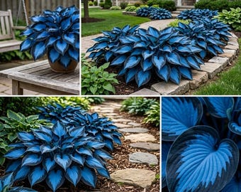 Pode incluir: Uma coleção de plantas hosta azul vibrante com folhas em forma de coração, apresentando centros azul-escuros e bordas azul-claras. As plantas estão dispostas num vaso de terracota sobre uma mesa de madeira e num canteiro de jardim.