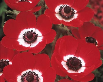 Pode incluir: Um grupo de flores de anêmona vermelho vibrante, cada uma com pétalas arredondadas em torno de um anel branco distinto e um disco central escuro e texturizado. As flores estão dispostas em um grupo denso, exibindo sua cor vermelha viva.