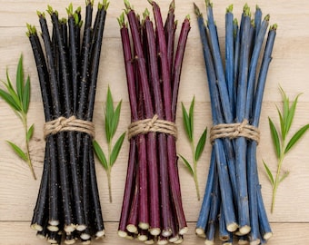 Paquete variado de esquejes de sauce vivo / Arbustos de corteza negra, morada y azul para plantar