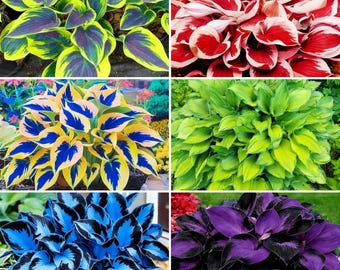 Pode incluir: Uma colagem de seis plantas hosta com diversos padrões de folhagem. As plantas exibem combinações de cores vibrantes, incluindo verde-limão com centros escuros, vermelho e branco, amarelo e azul, verde-claro sólido, azul e preto, e roxo.