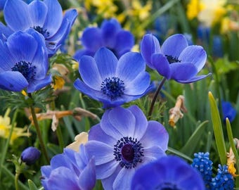 Pode incluir: Um grupo de flores de anémona azul vibrante com centros roxo-escuros e pétalas delicadas. As flores estão rodeadas por caules e folhagem verdes, com toques de flores amarelas visíveis no fundo desfocado do jardim.