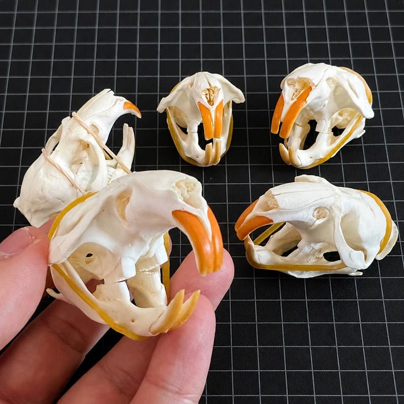 Skull Of A Rabbit 5-piece Ethically Sourced Animal Skulls Collection – Museum Quality ...