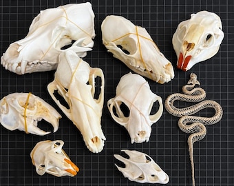 May include: A collection of various animal skulls and a snake skeleton arranged on a black grid. The skulls are off-white, some secured with thin yellow rubber bands. One skull features prominent orange teeth, while another has dark red teeth.
