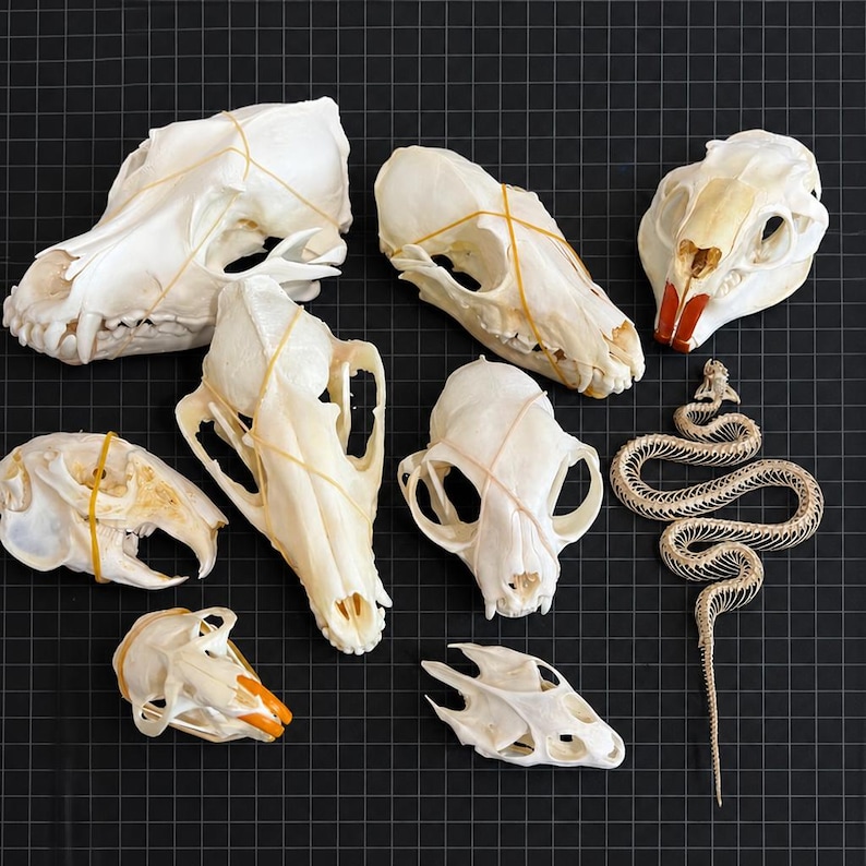 Skull Of A Rabbit 5-piece Ethically Sourced Animal Skulls Collection – Museum Quality ...