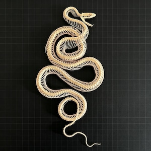 May include: A light beige, articulated snake skeleton model featuring a detailed skull with an open jaw and a long, winding body composed of individual vertebrae segments, displayed in a coiled position against a dark grid background.