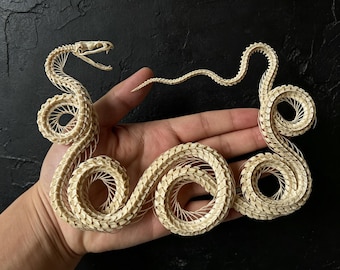 Unique design curved snake skeleton, Real animal bone specimen, Taxidermy