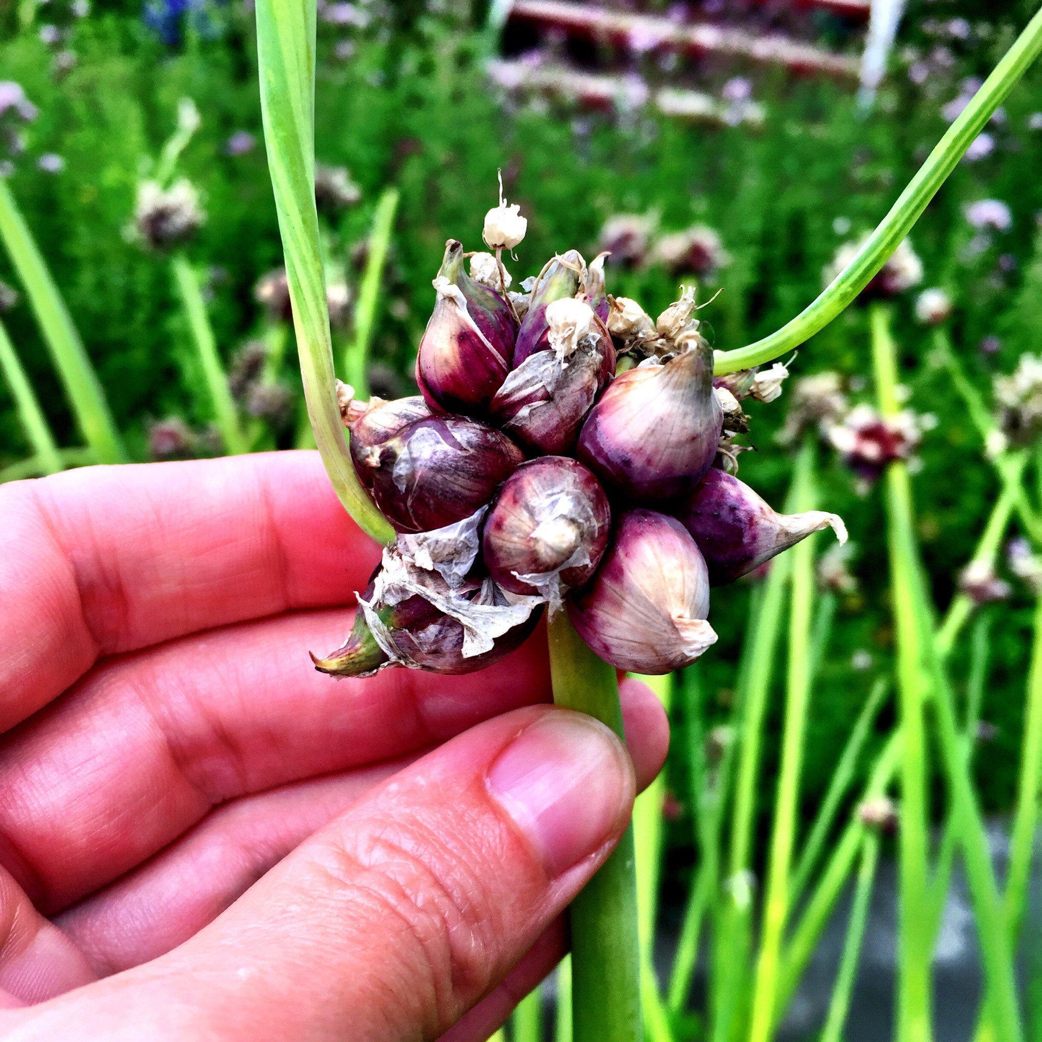 10 Egyptian Walking Onion Bulbils Topset Perennial Etsy UK