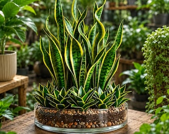 サンセベリアのガラス鉢アレンジメント｜サンセベリア室内観葉植物｜モダンなインテリア植物｜生きた植物ギフト