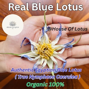 Blue lotus seeds - Etsy 日本