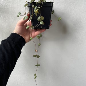 String of Hearts