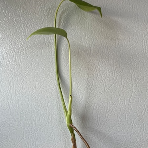 Monstera Clipping (S)