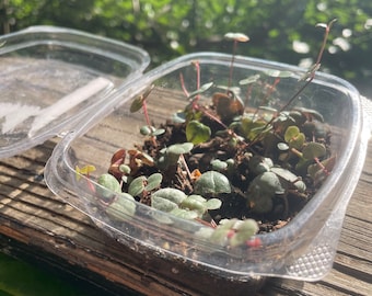 String of Hearts Propagation