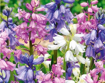 Spanish Bluebell Bulbs Mix – Perennial Wood Hyacinth Spring Flowers (12 Pack)
