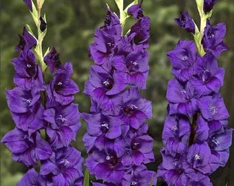 Paarse gladiolenbloembollen – 30 stuks zomerplanten, snijbloemen