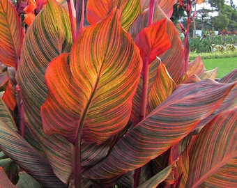 Bulbo de Canna Gigante Variegada – Rizoma de Flor Tropical Alta (1 Bulbo)